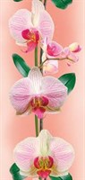 Панель ПВХ 2700х250х8мм Орхидея персиковая